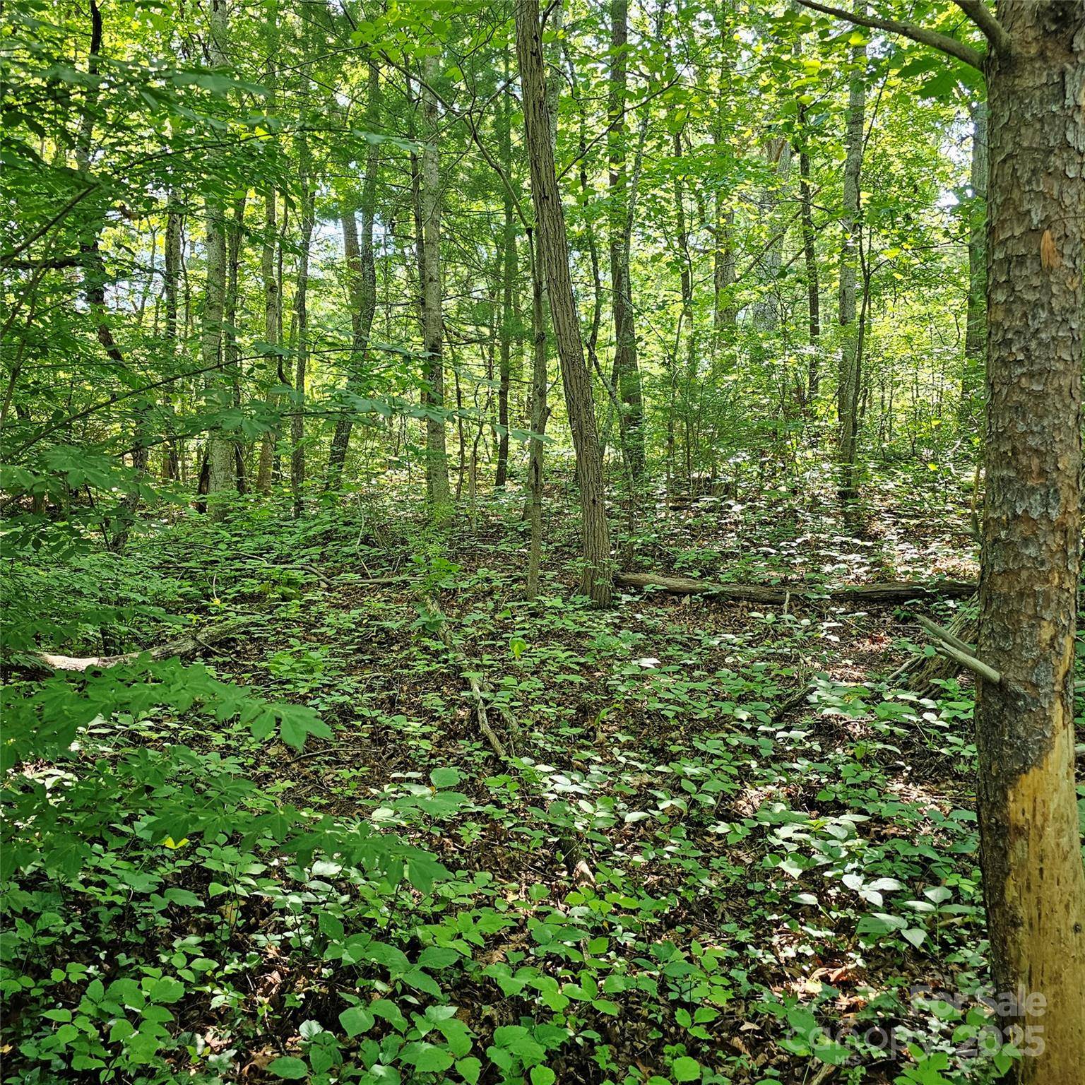 99999 Campground RD, Asheville, NC 28805