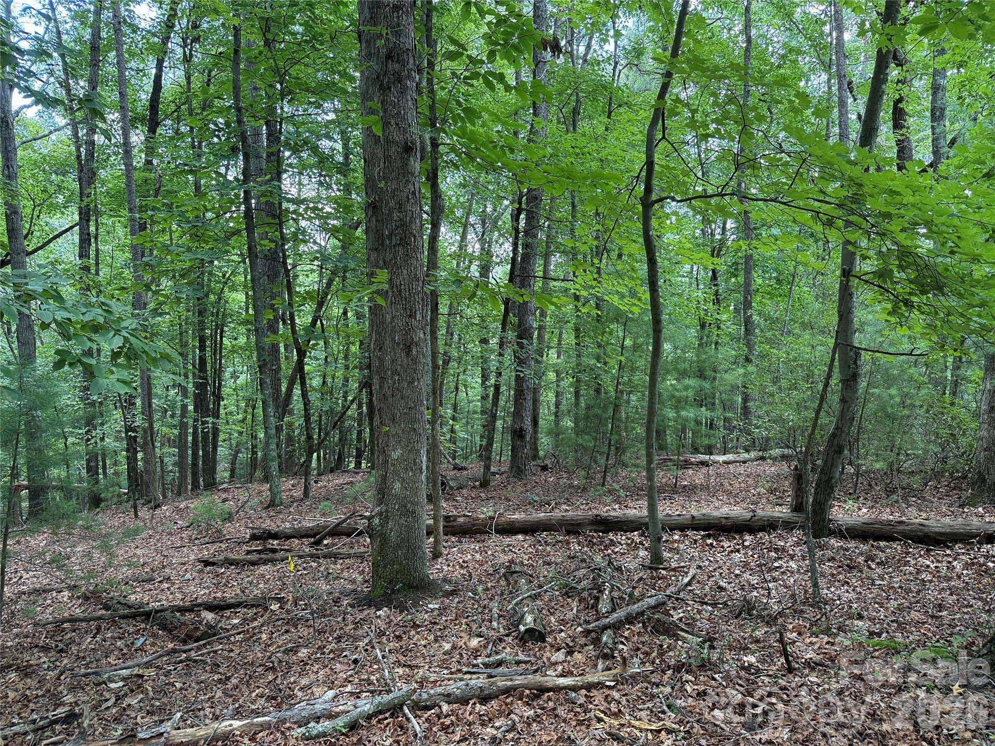 TBD Pine Burr DR #139, Purlear, NC 28665