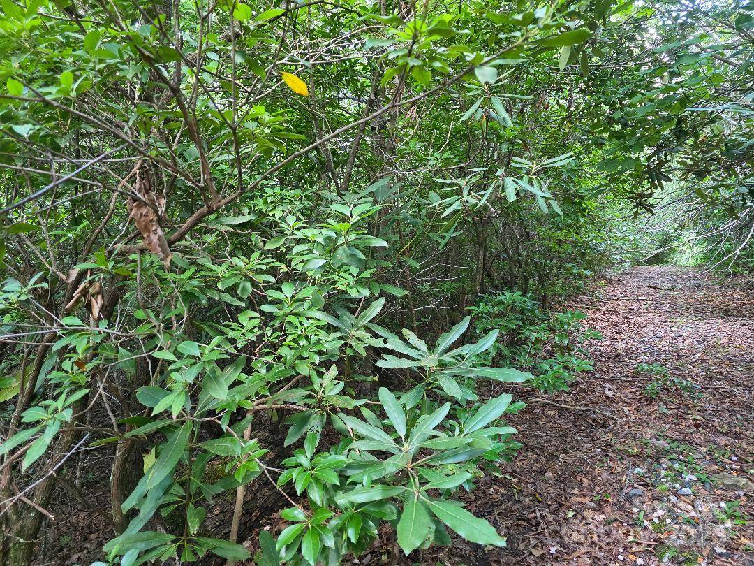 LOT 2 Pine Ridge RD, Burnsville, NC 28714