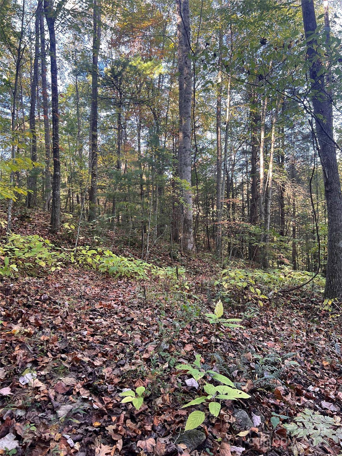 9999 Fox Town RD, Hot Springs, NC 28743