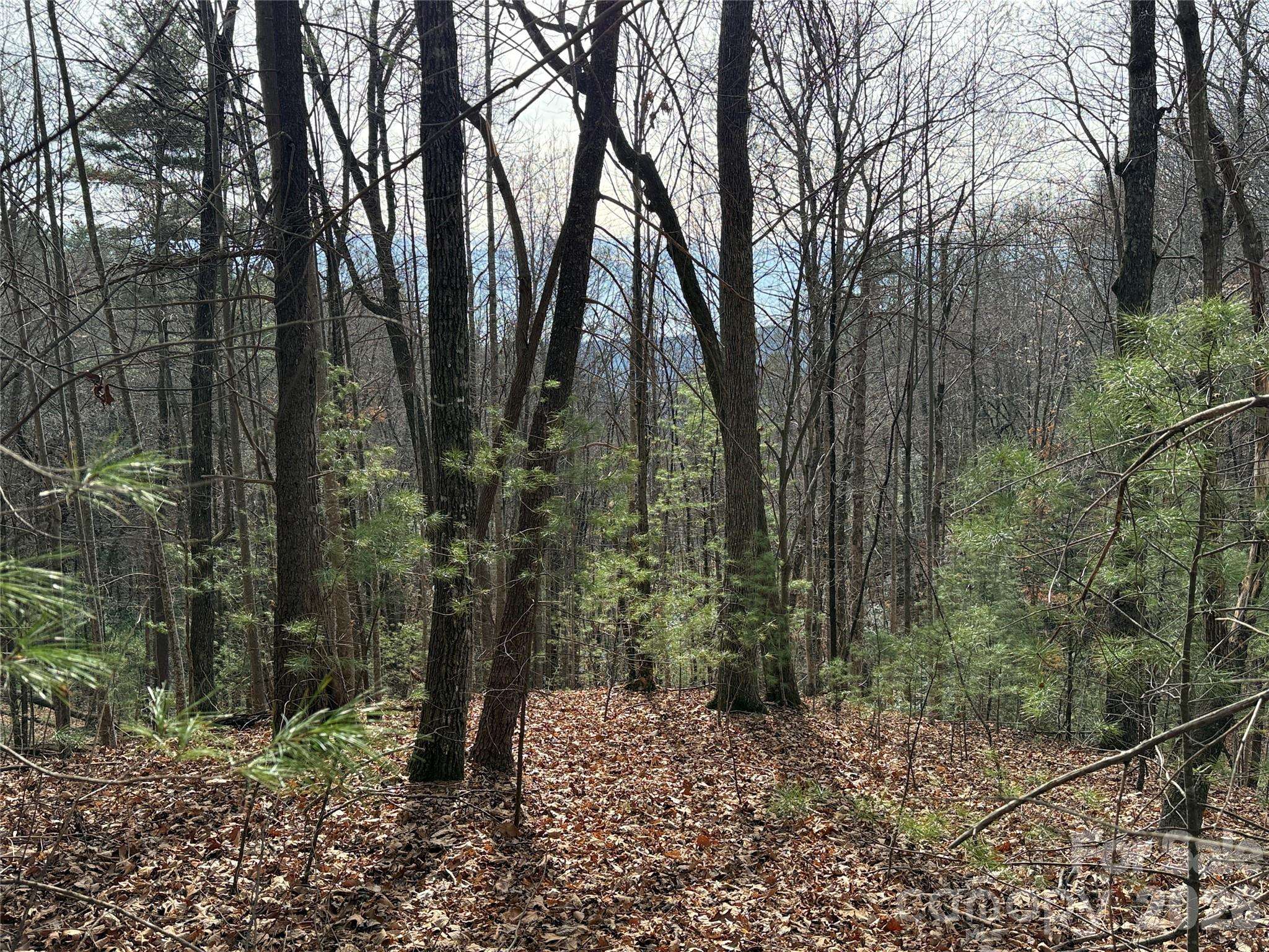 TBD Buck Mountain RD #21, Purlear, NC 28665
