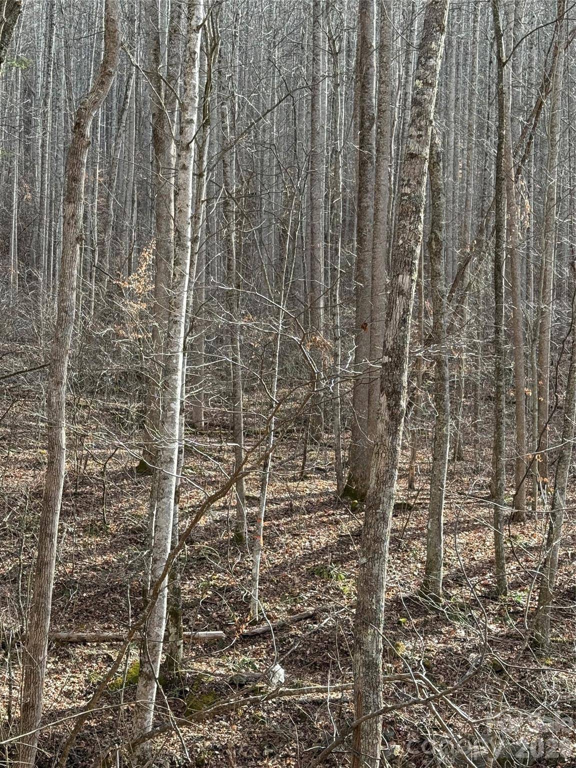 00000 Martins Creek RD, Barnardsville, NC 28709