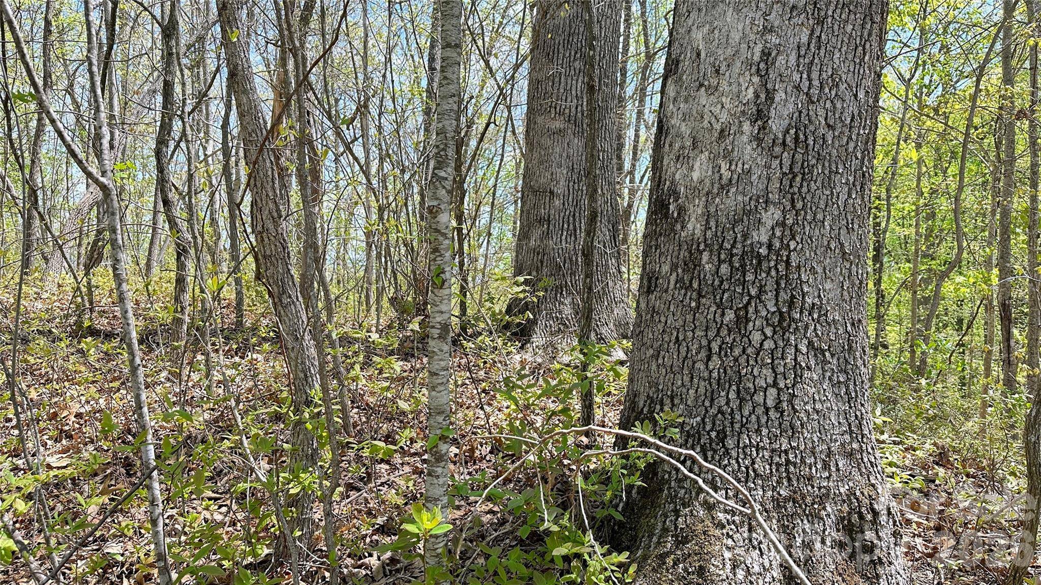 0000 Oat Field RD #5B, Tuckasegee, NC 28783