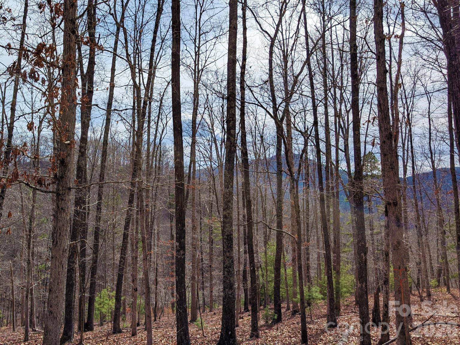 51 Wild Turkey LOOP #32, Marshall, NC 28753
