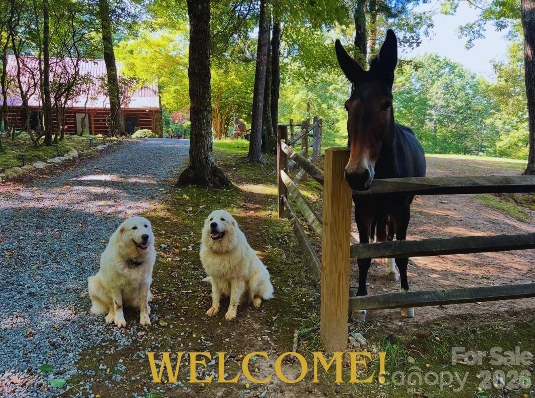 130 Hawkbill RD #+Barn+Apartment, Ferguson, NC 28624
