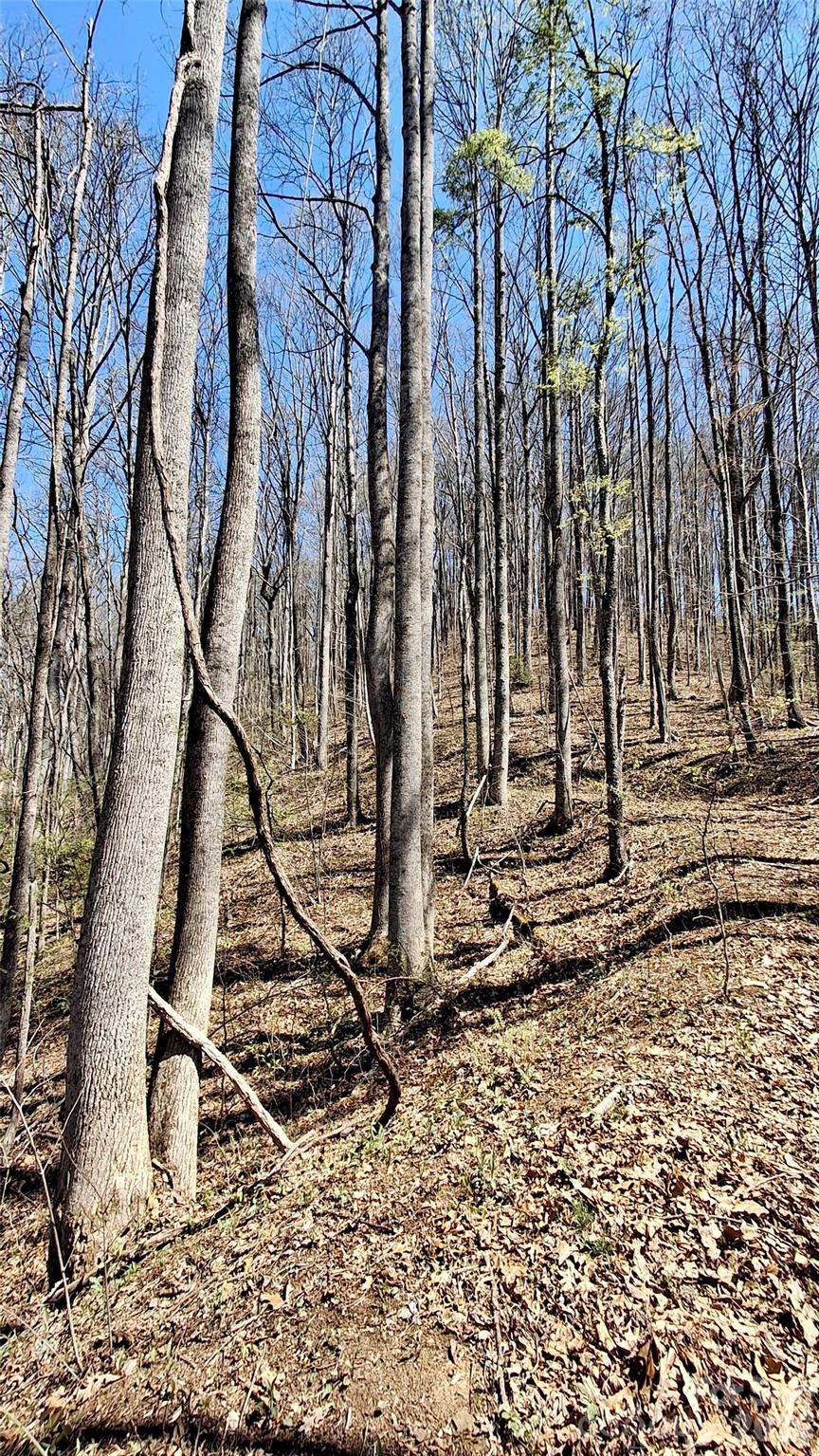 00 Maynor DR, Sylva, NC 28779