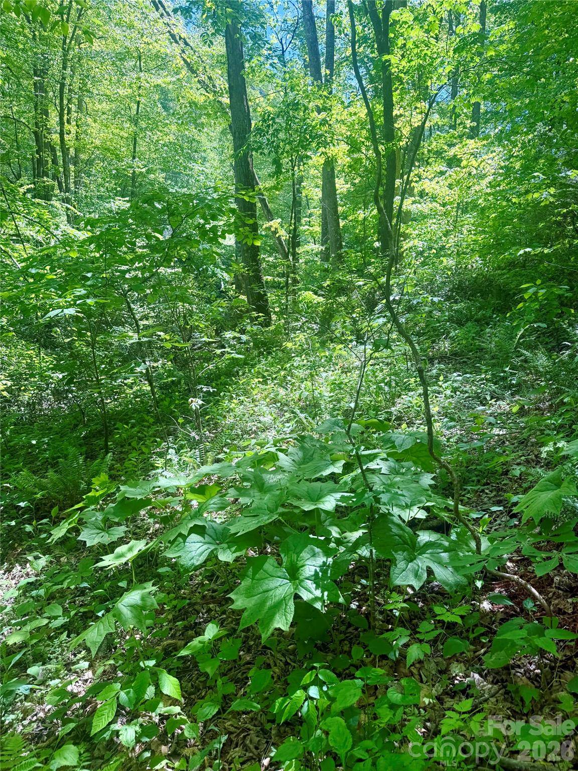 TBD Highway 107 None N #Lot 1, Glenville, NC 28736
