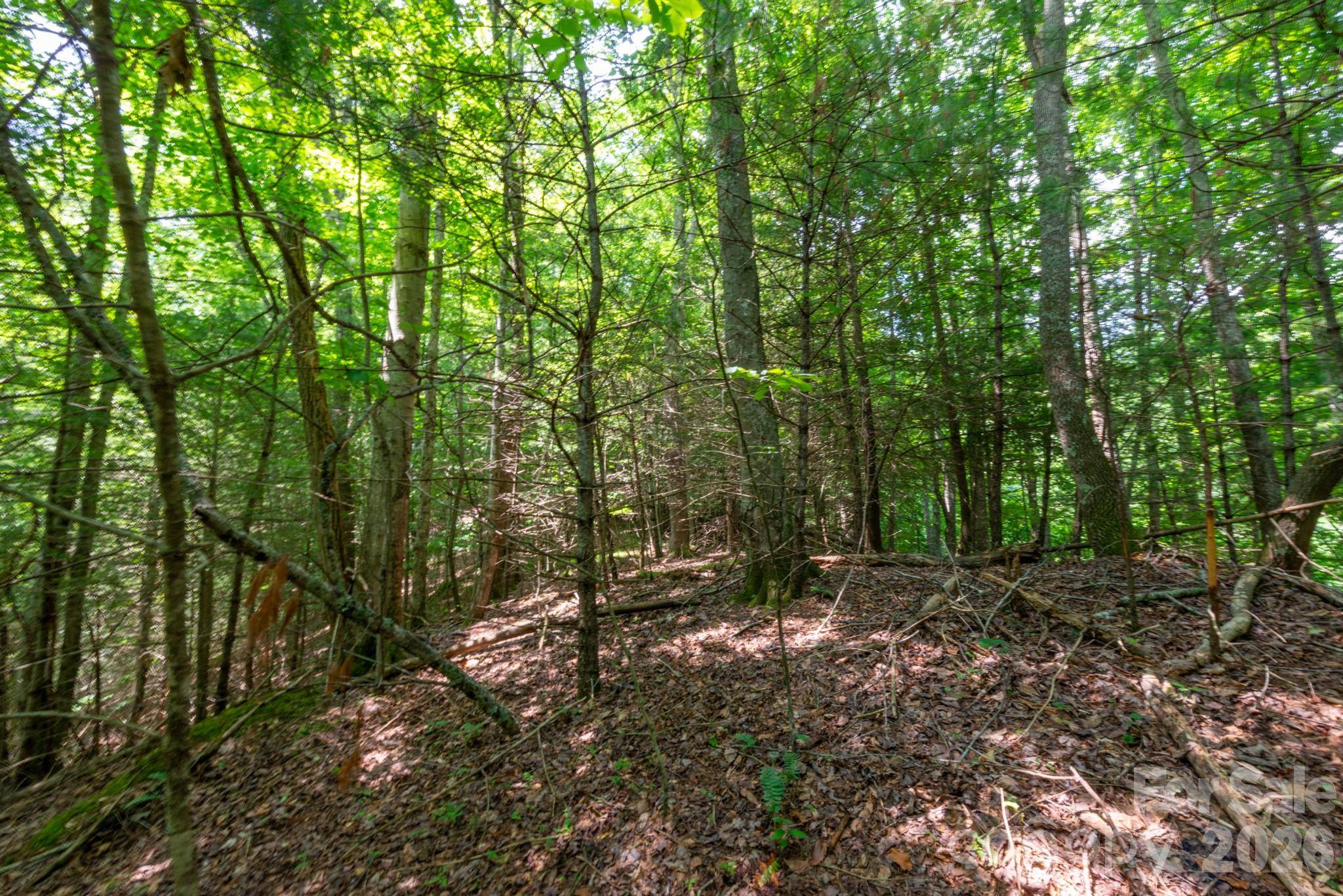 ### Board Tree RD #6, Marshall, NC 28753