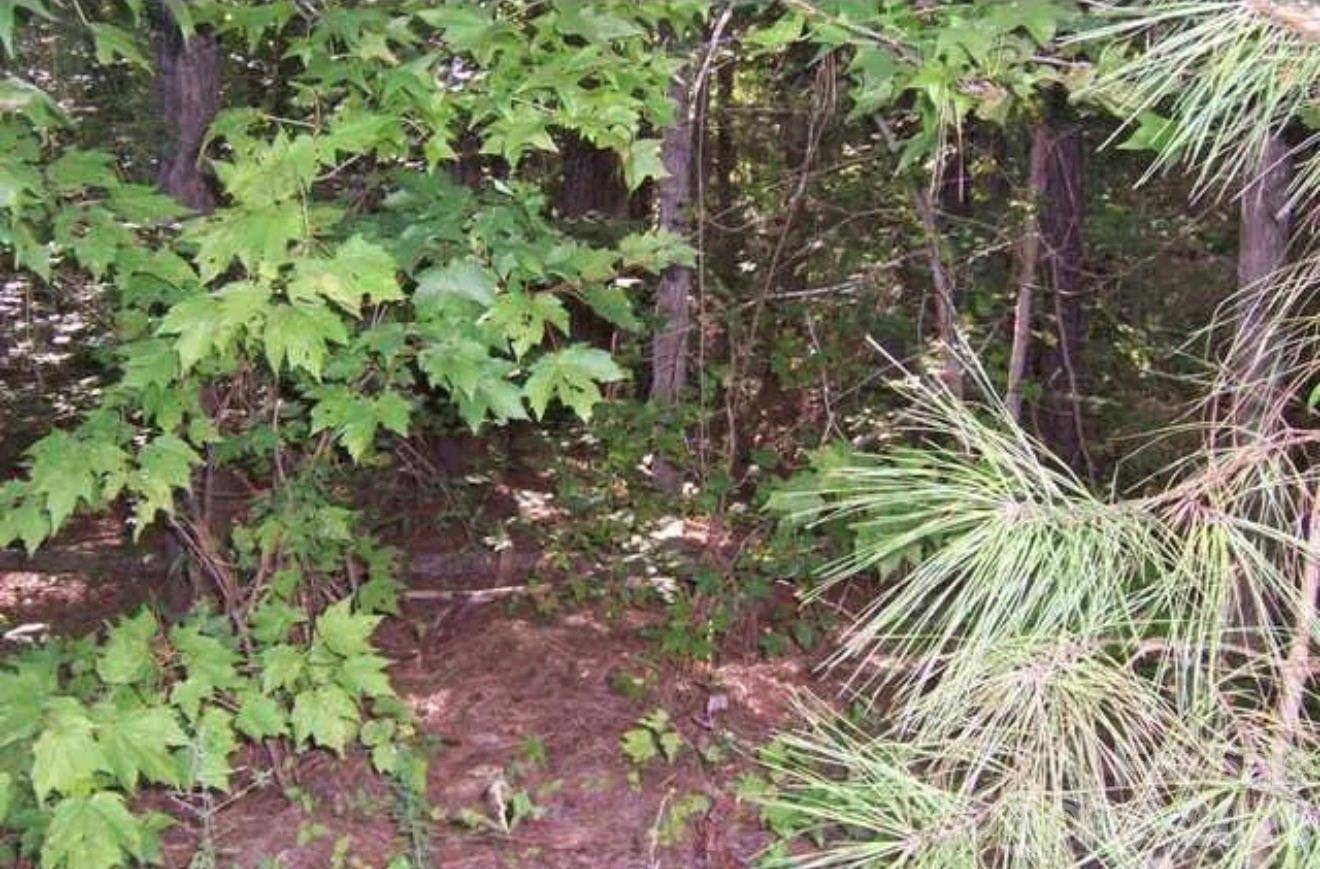 104 Shaman DR, Louisburg, NC 27549