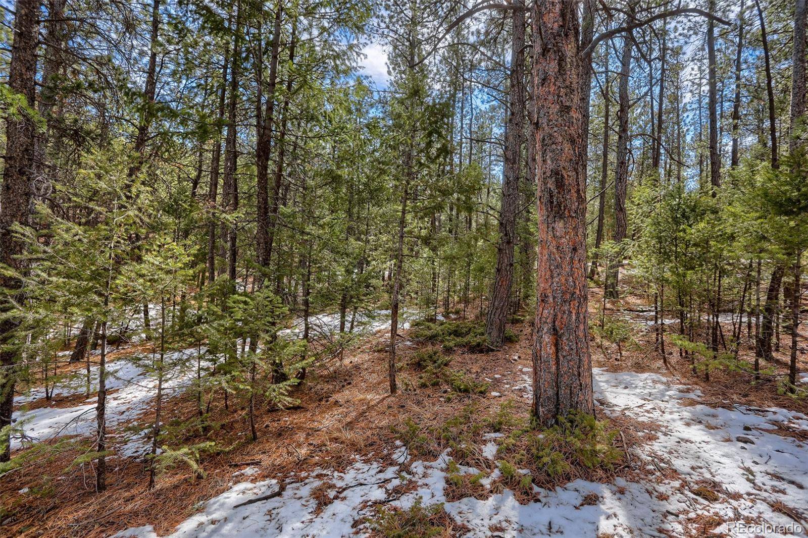 249 Territory DR, Pine, CO 80470