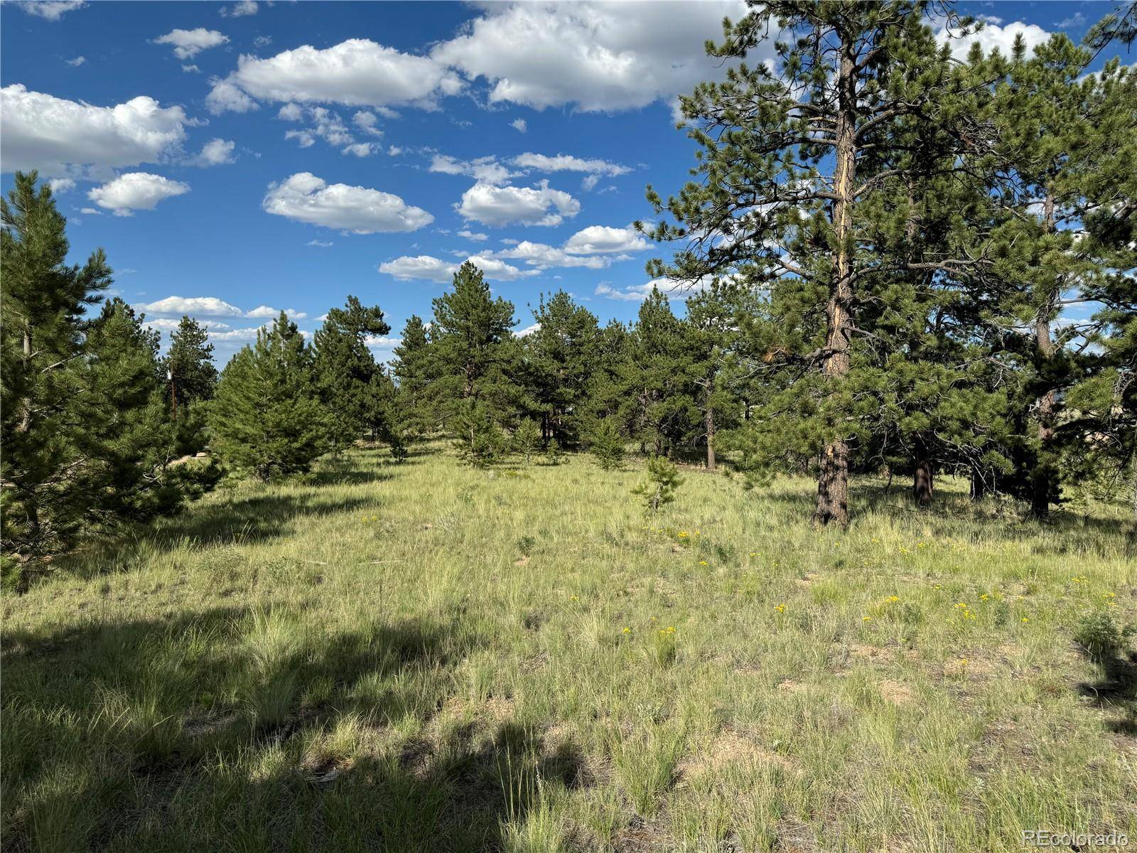 833 Angus CIR, Hartsel, CO 80449