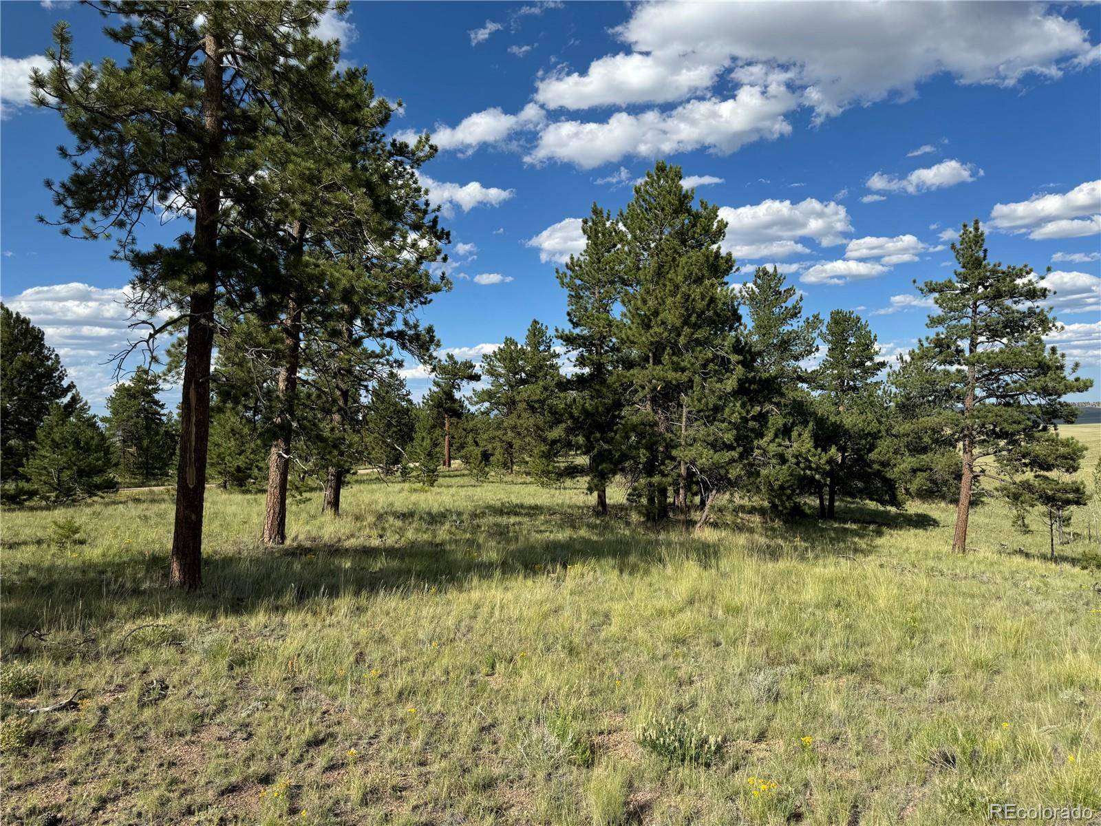 833 Angus CIR, Hartsel, CO 80449