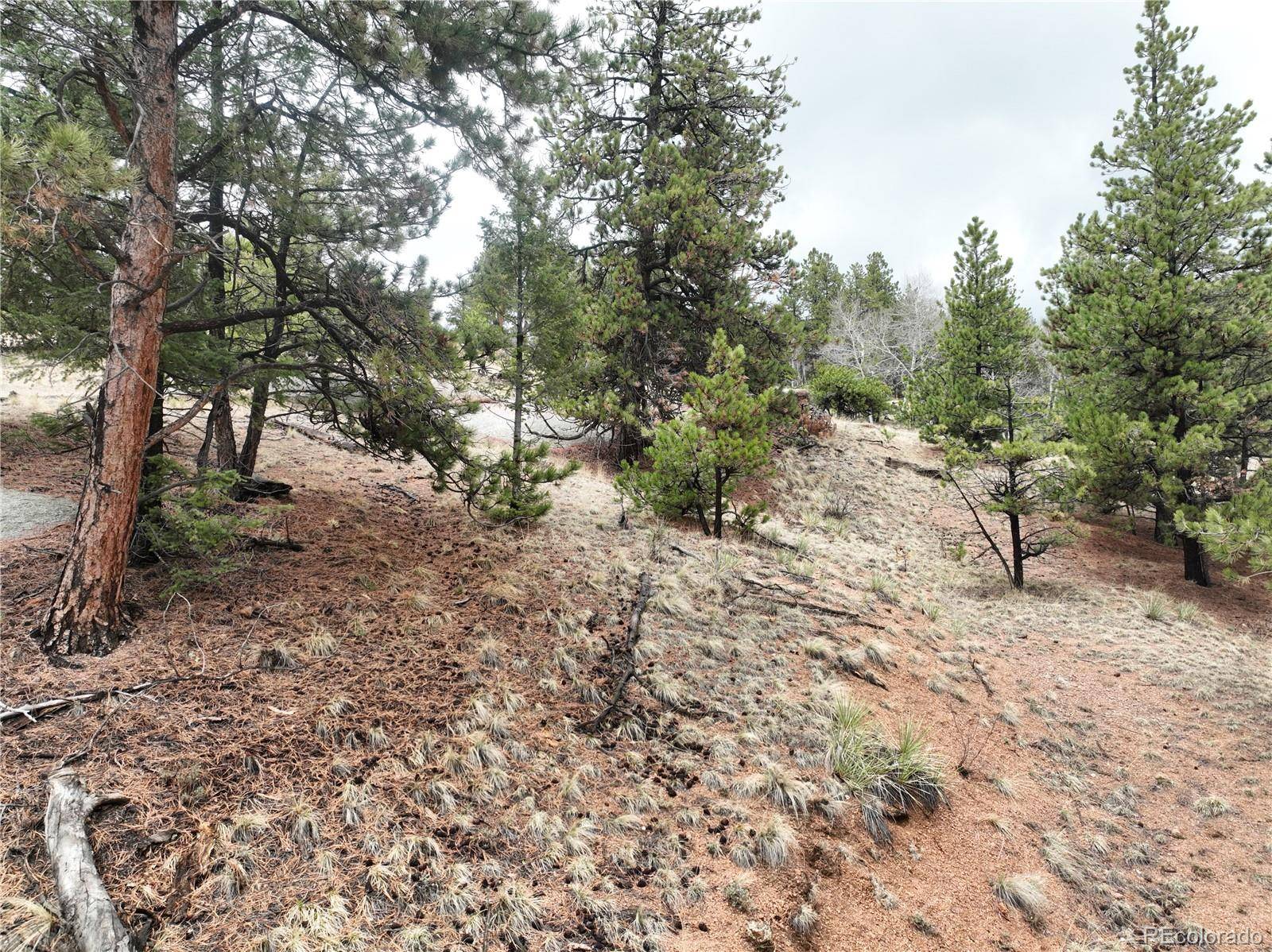 255 Pinon LN, Florissant, CO 80816