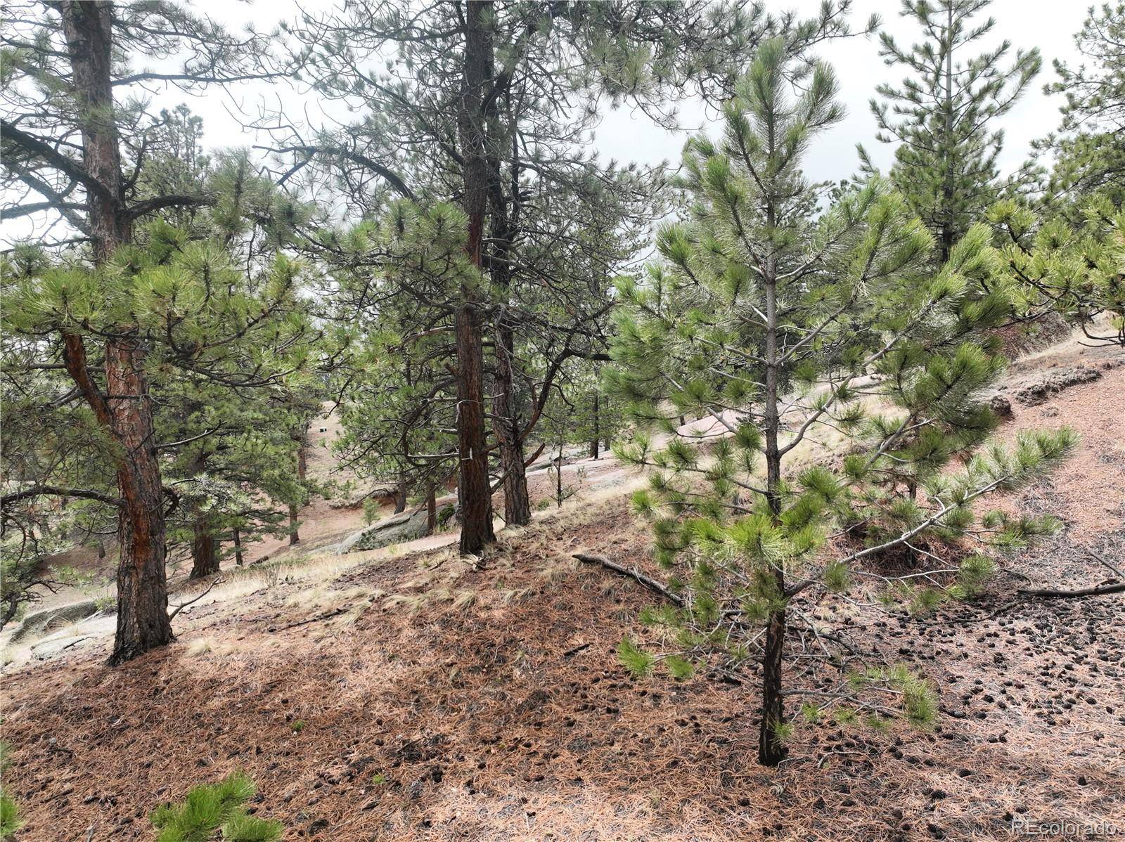 255 Pinon LN, Florissant, CO 80816