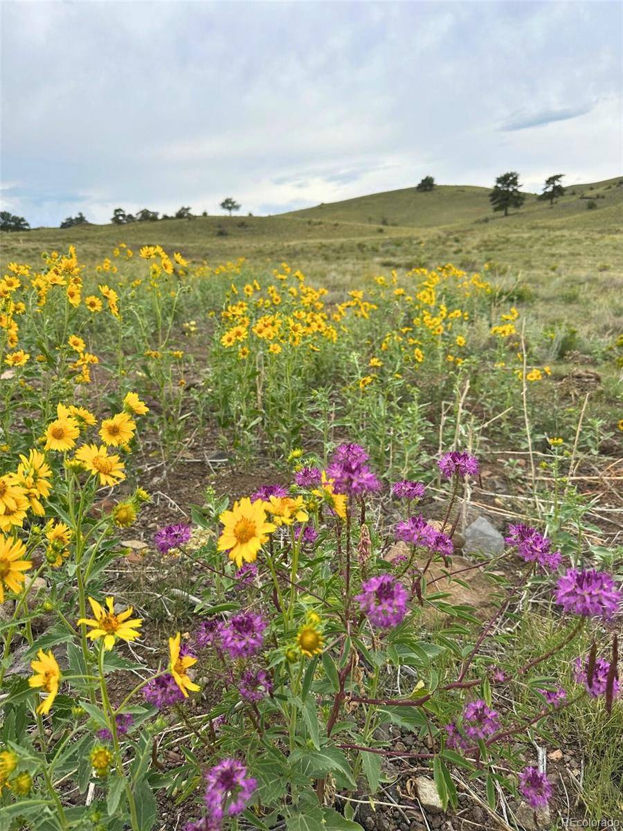391 Gulch RD, Hartsel, CO 80449
