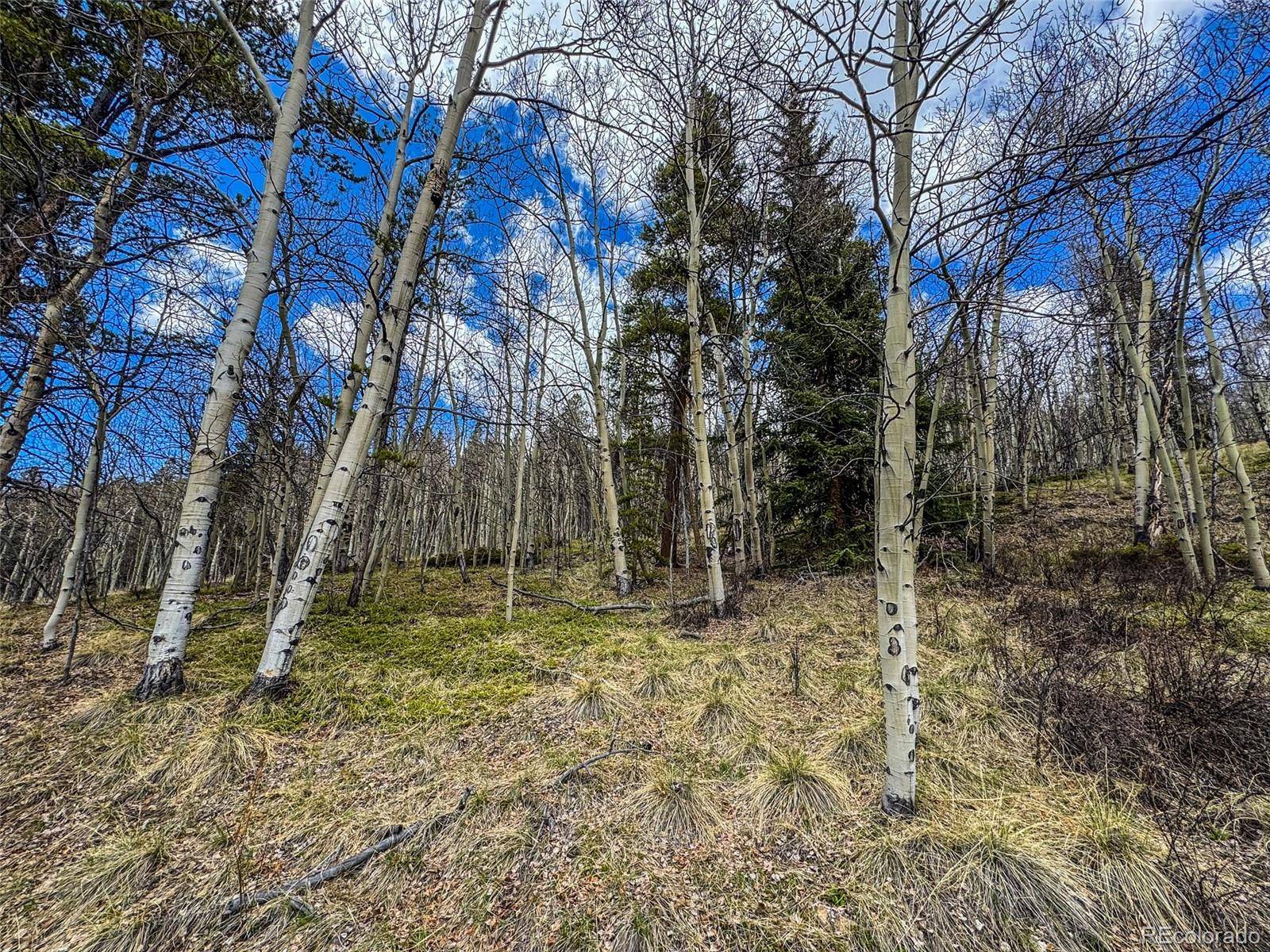 Buckeye Gulch Road, Leadville, CO 80461