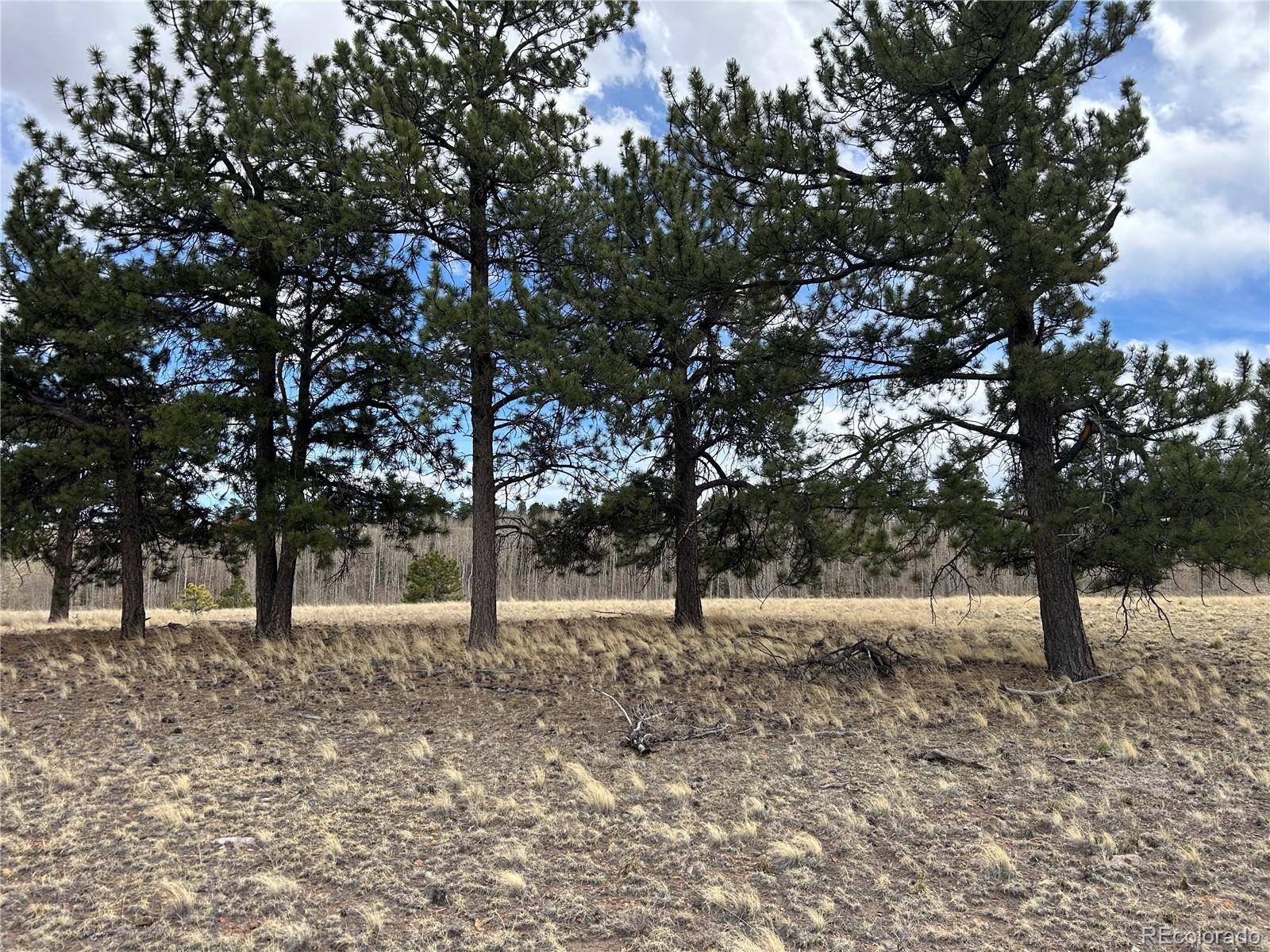 304 Brahma CIR, Hartsel, CO 80449