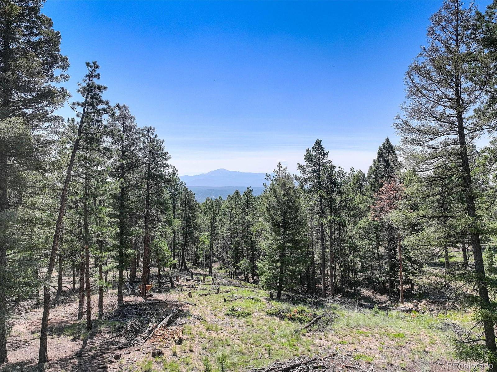 1002 Indian Creek RD, Florissant, CO 80816