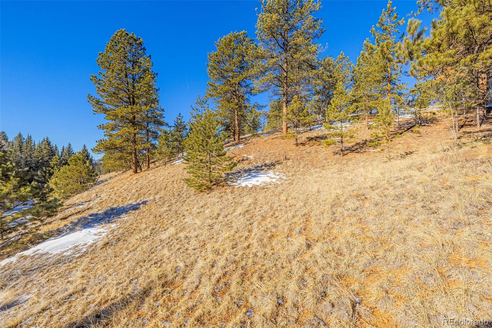 772 E Bison Creek TRL, Florissant, CO 80816