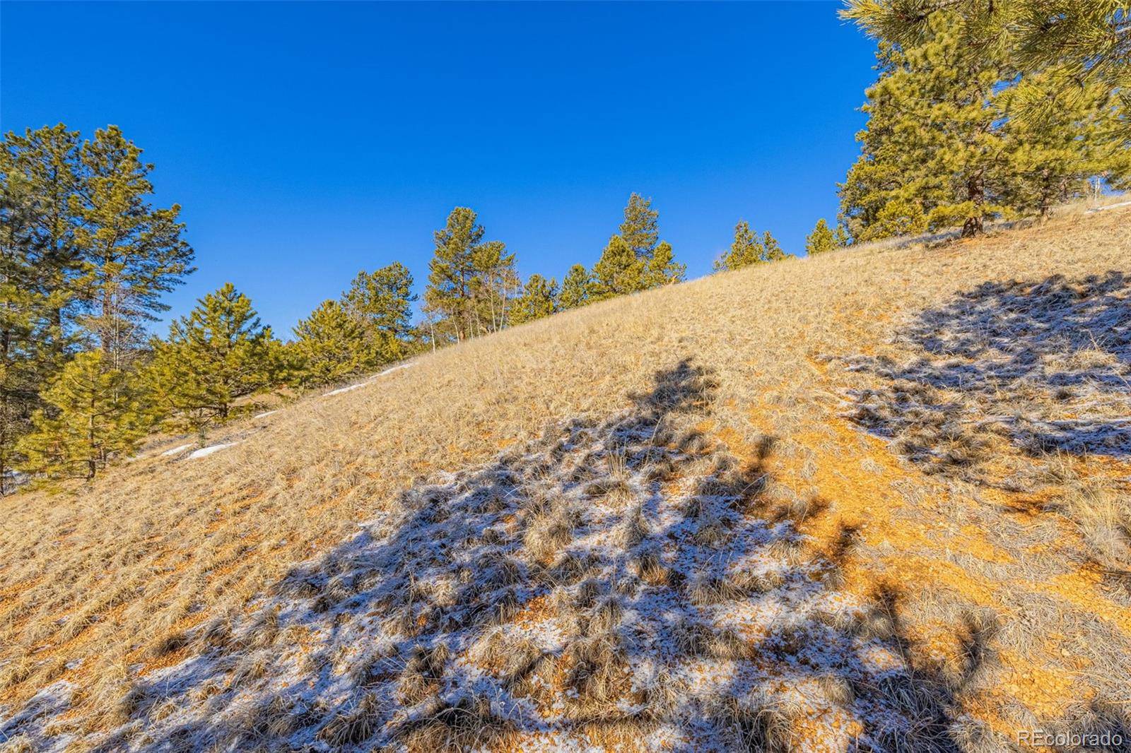 772 E Bison Creek TRL, Florissant, CO 80816