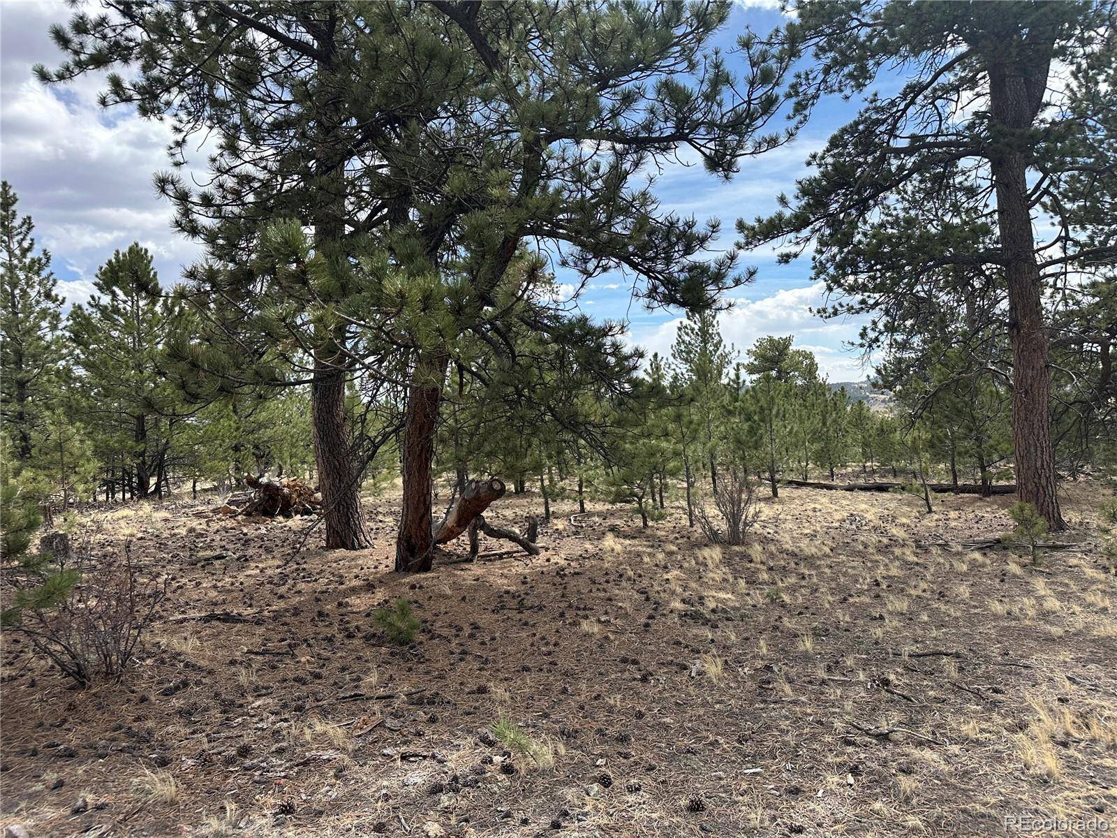 Chicha RD, Hartsel, CO 80449