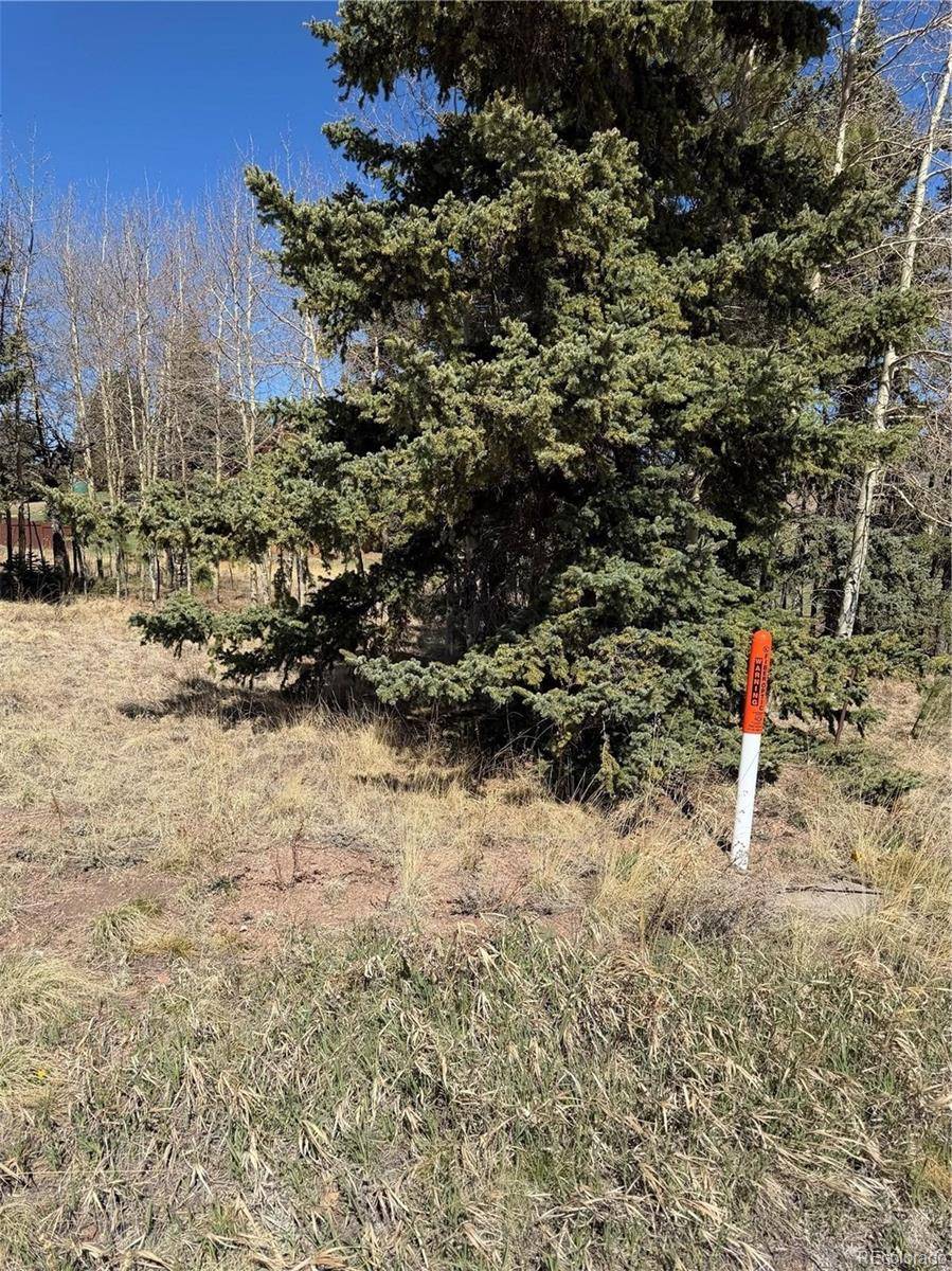 405 Meadow Park DR, Divide, CO 80814