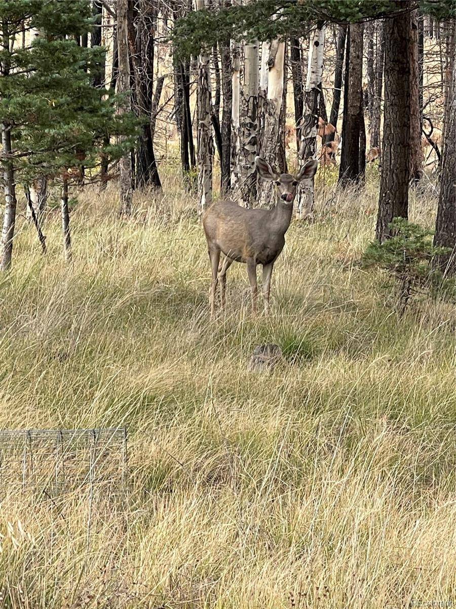 lot 542 Forbes Park, Fort Garland, CO 81133