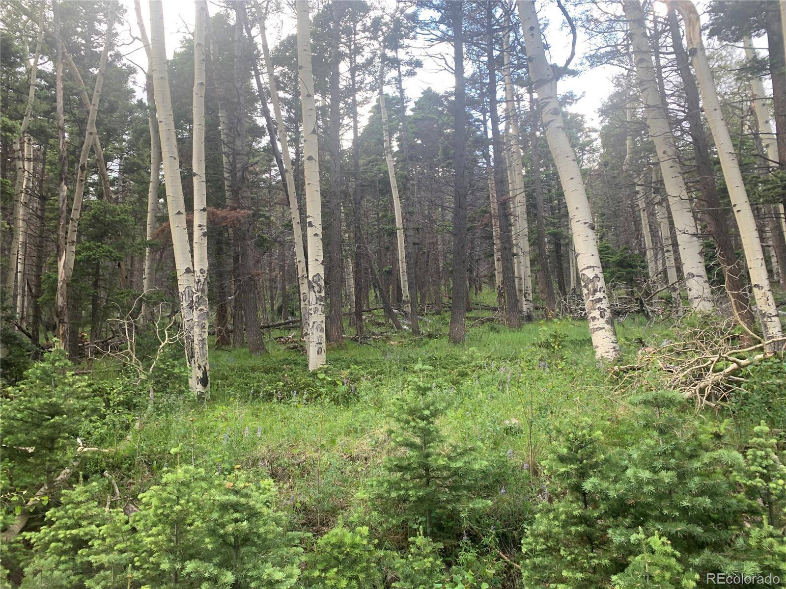 2952 LARRY PL, Fort Garland, CO 81133