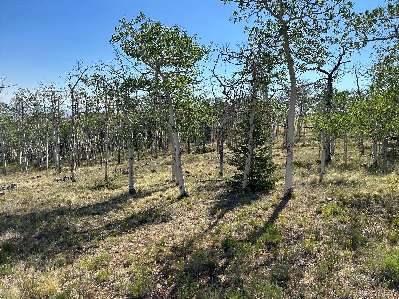 8608 Ranch RD, Hartsel, CO 80449