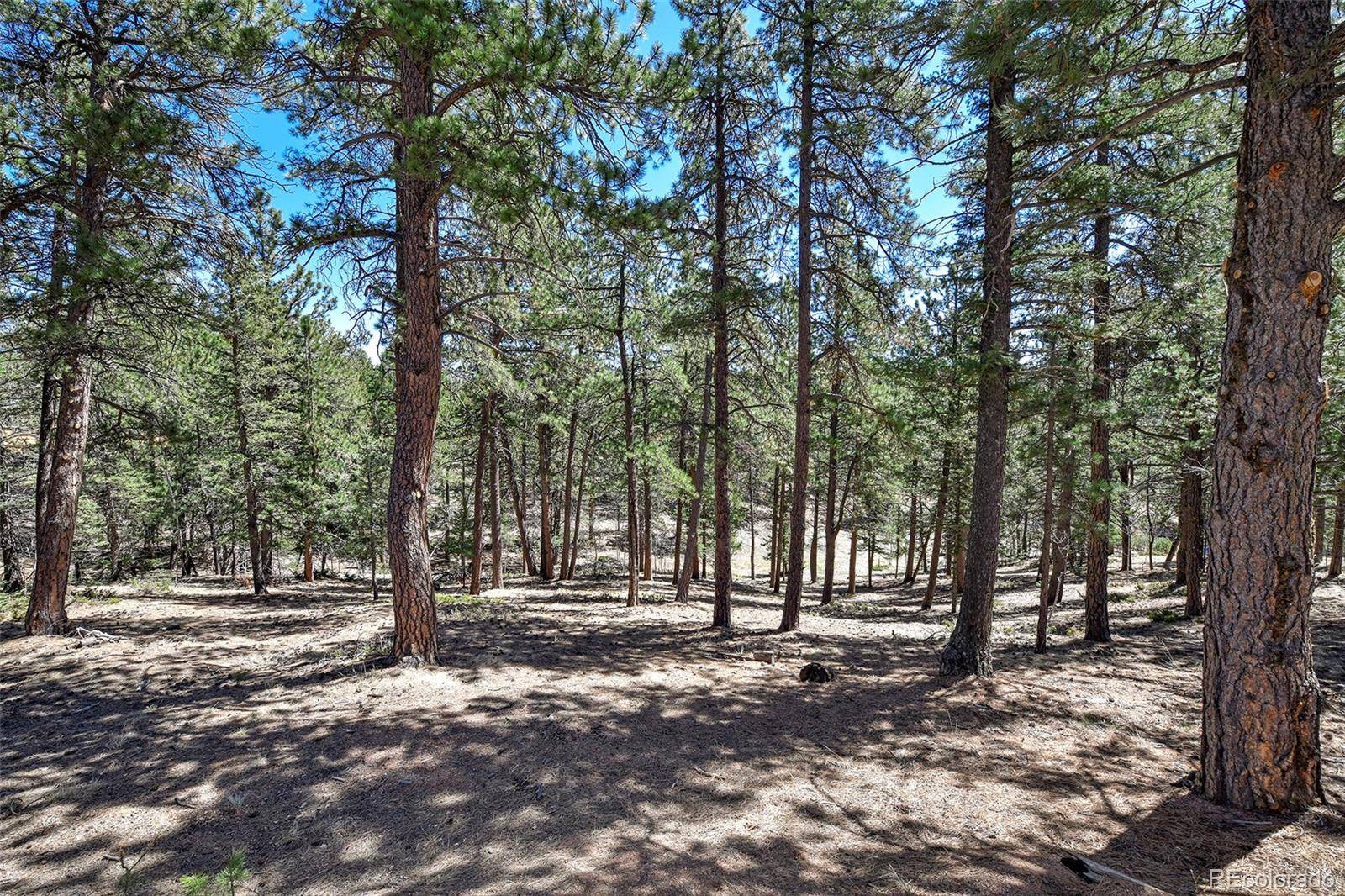 860 Spring Valley DR, Divide, CO 80814