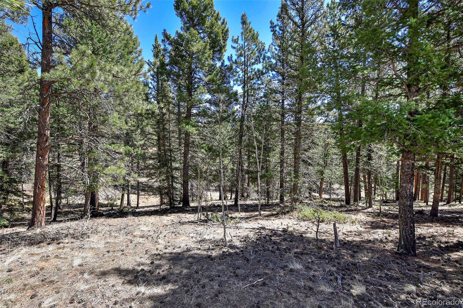 860 Spring Valley DR, Divide, CO 80814