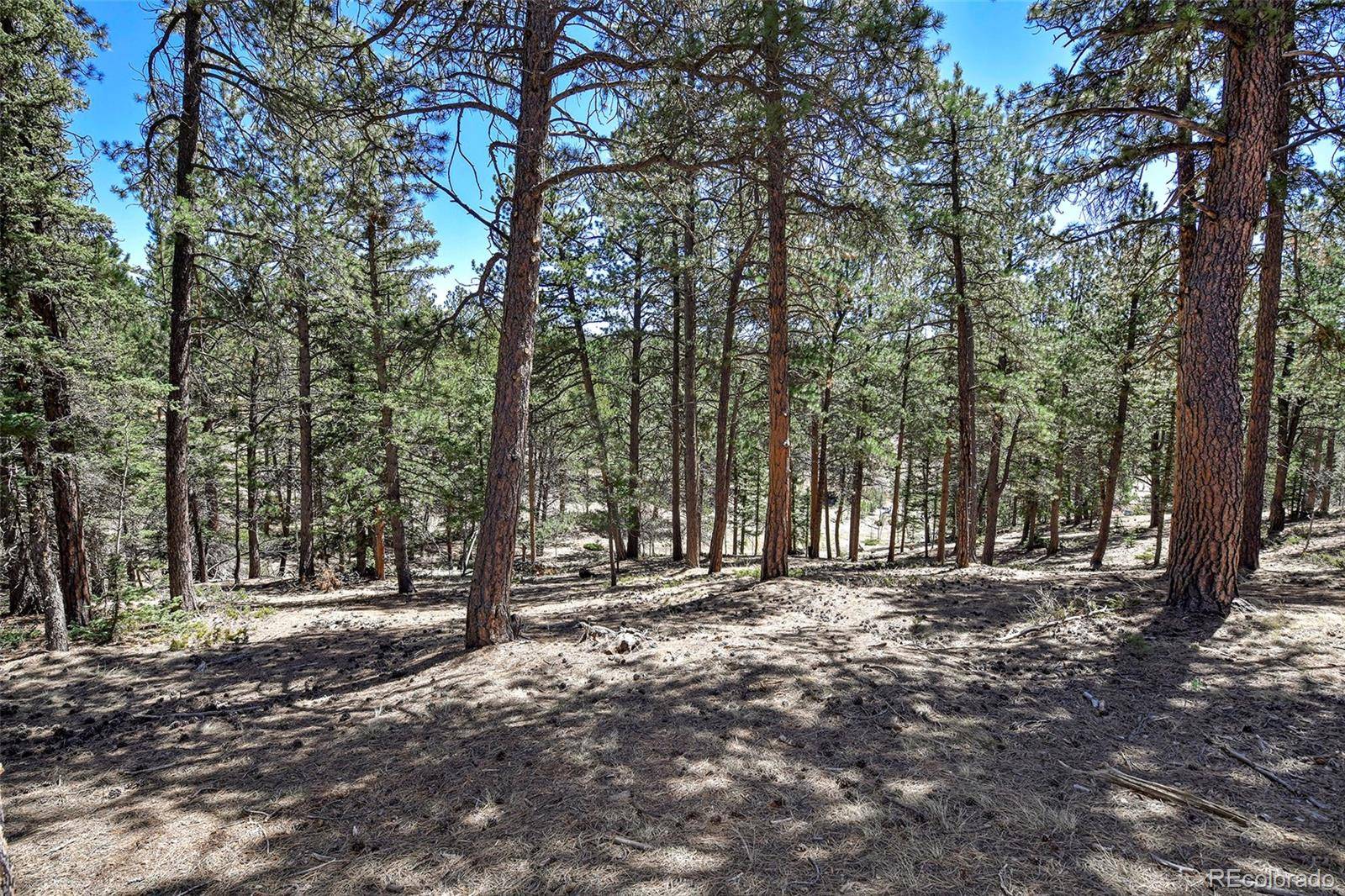 860 Spring Valley DR, Divide, CO 80814