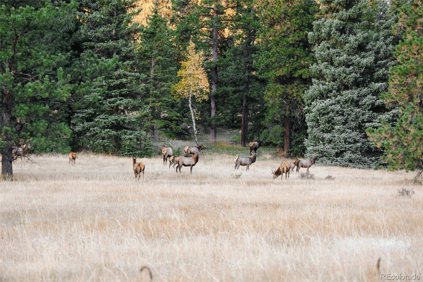 950 Corral Creek RD, Evergreen, CO 80439