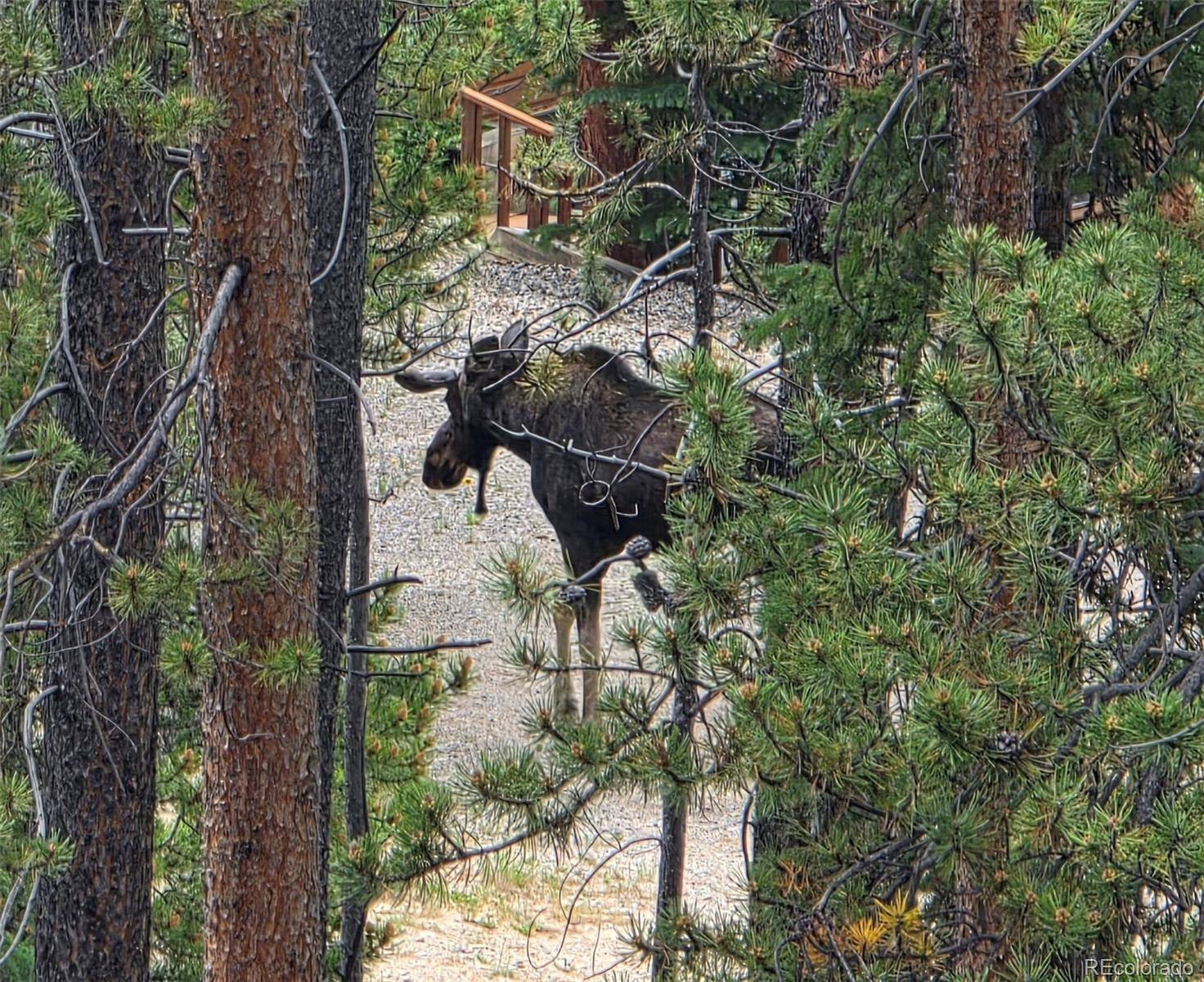 211 Pine Ridge RD, Alma, CO 80420