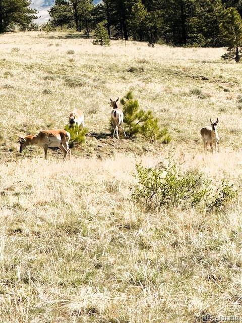 7493 Ranch RD, Hartsel, CO 80449