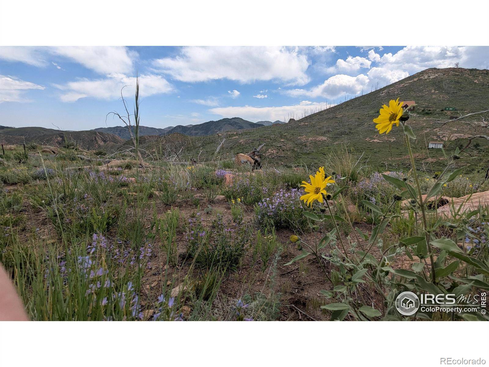 1324 Meadow Mountain DR, Livermore, CO 80536