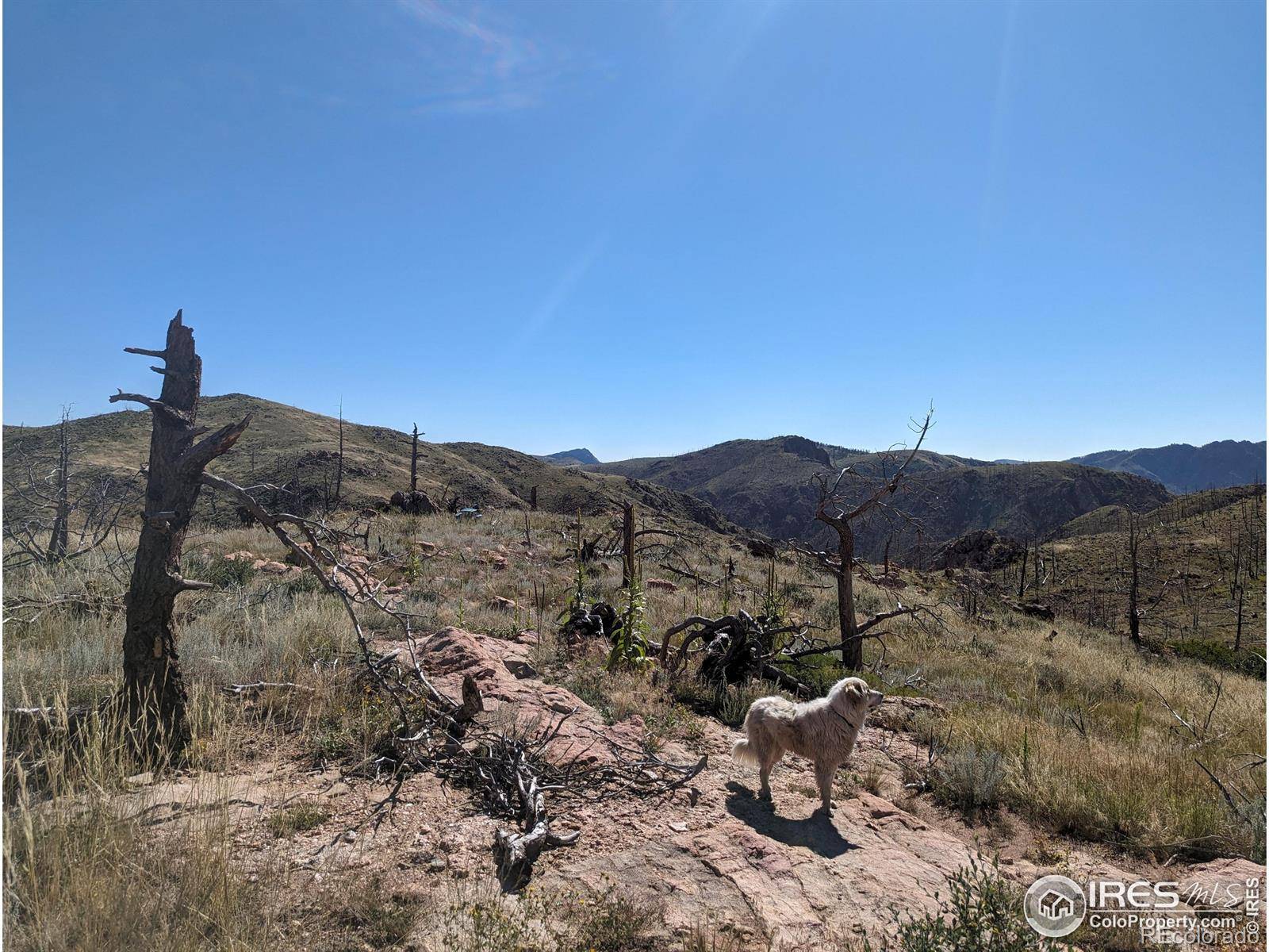 1360 Meadow Mountain DR, Livermore, CO 80536