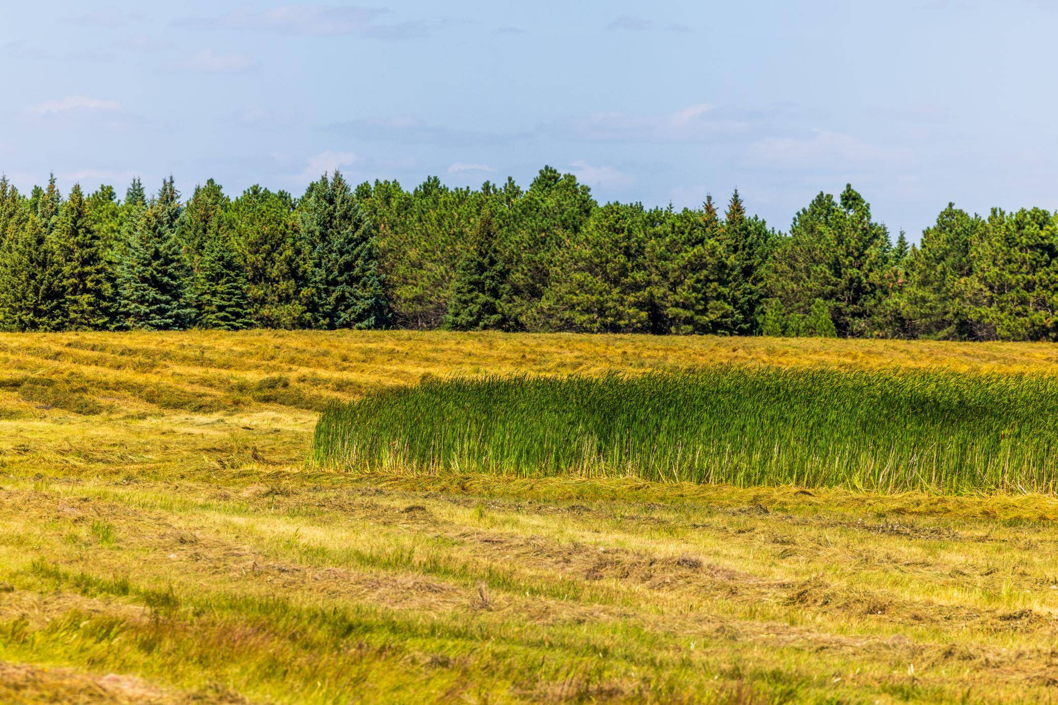 TBD Berwick Lane Lot 5, Berwick, ND 58788