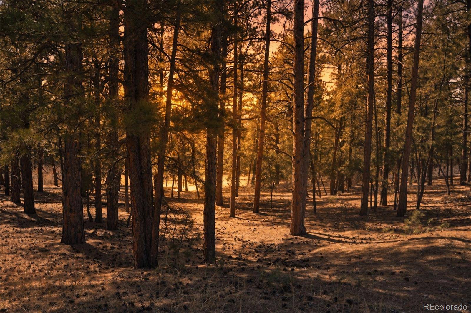 Wood Sorrel Rd, Larkspur, CO 80118