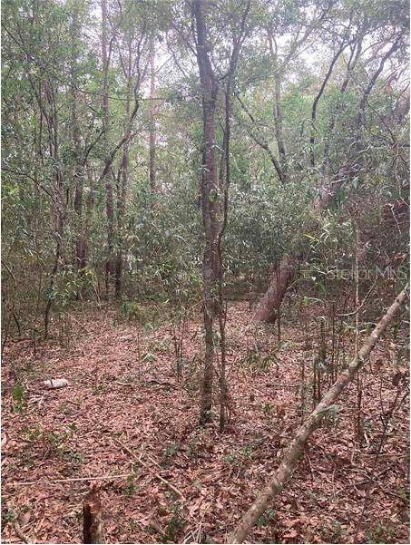 VIRGINIA RD, Altoona, FL 32702