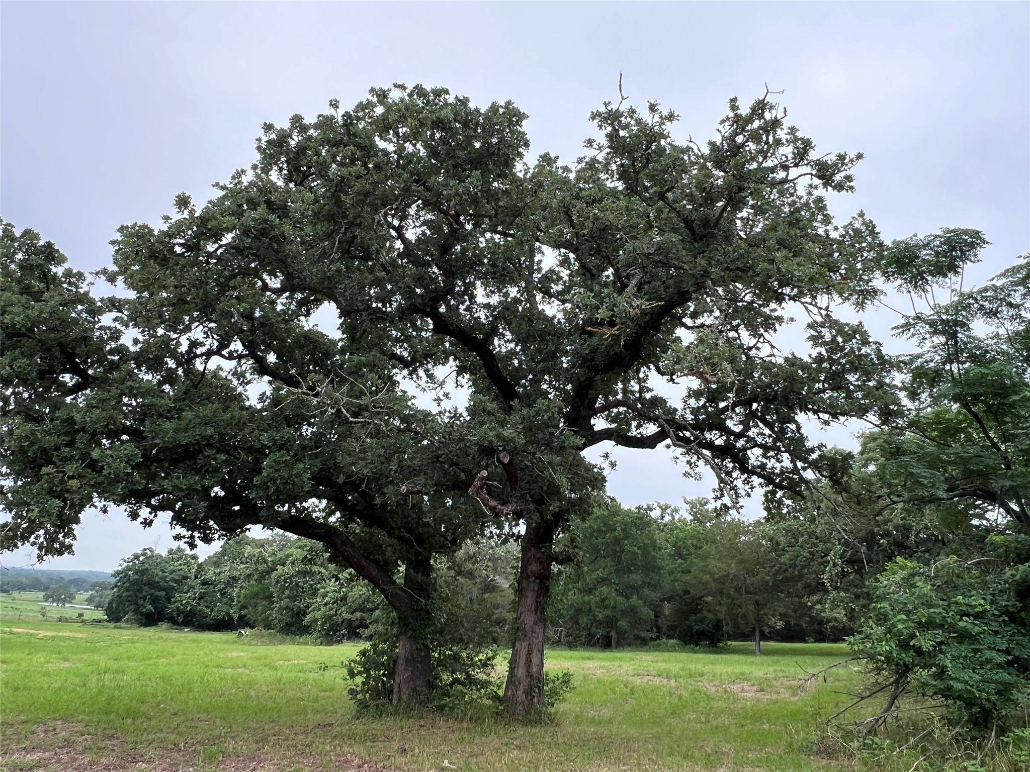 00 Rosanky Cattle Company RD, Rosanky, TX 78953