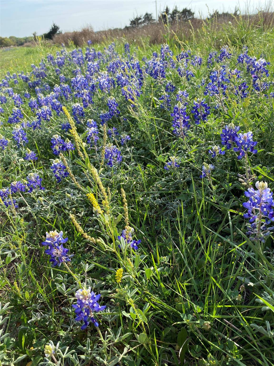 7194 Goehring Rd RD, Ledbetter, TX 78946