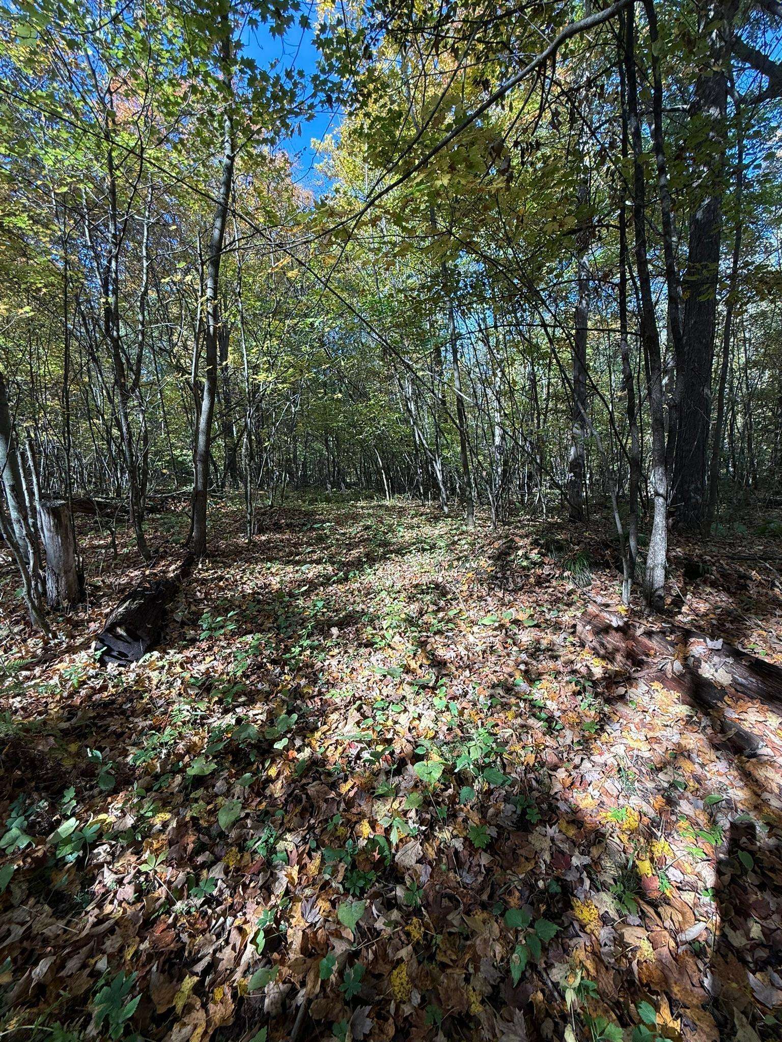TBD Hwy 8, Beaver Twp, WI 54889