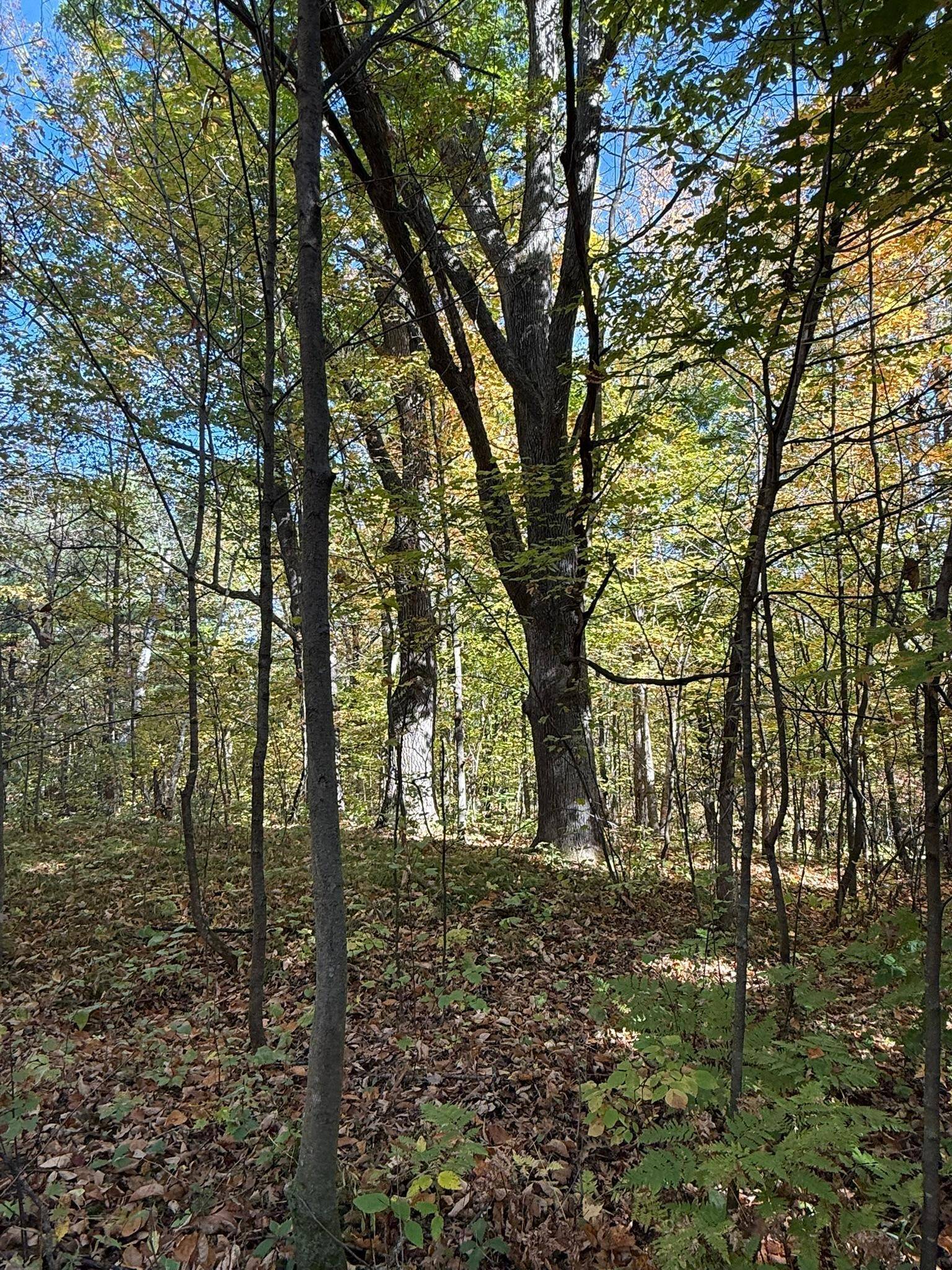 TBD Hwy 8, Beaver Twp, WI 54889