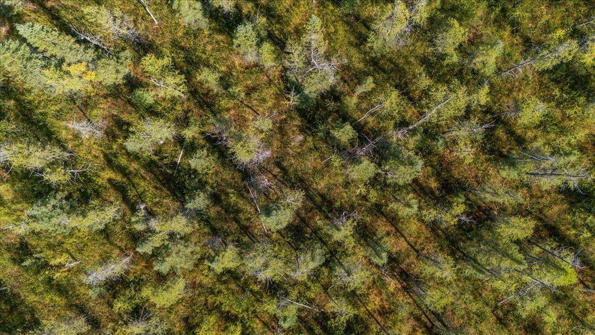 XXX 1262ac Pine Island State Forest, Big Falls, MN 56627