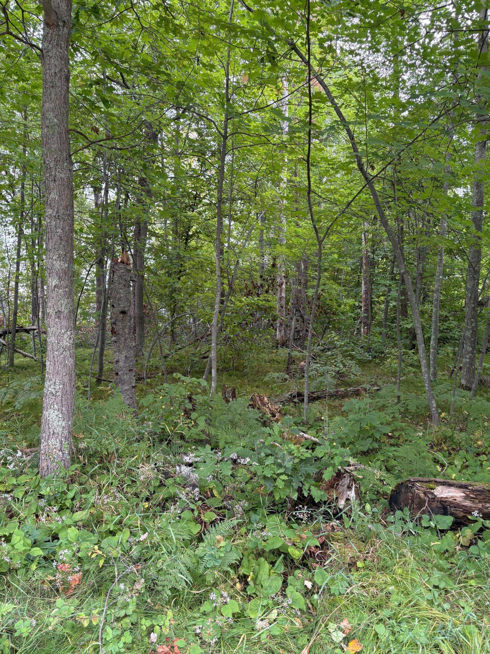 TBD Lots 111 & 112 Terminal RD, Breezy Point, MN 56472