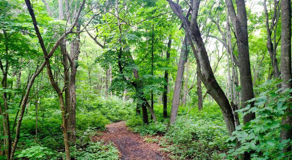 TBD Lot 19 Ni Gig Trail, Cass Lake, MN 56633