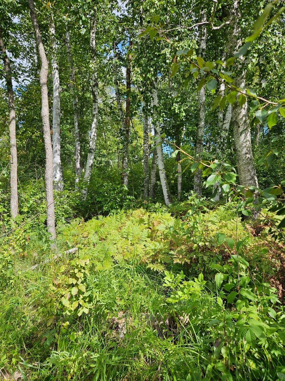 _ Birch Circle DR NW, Baudette, MN 56623