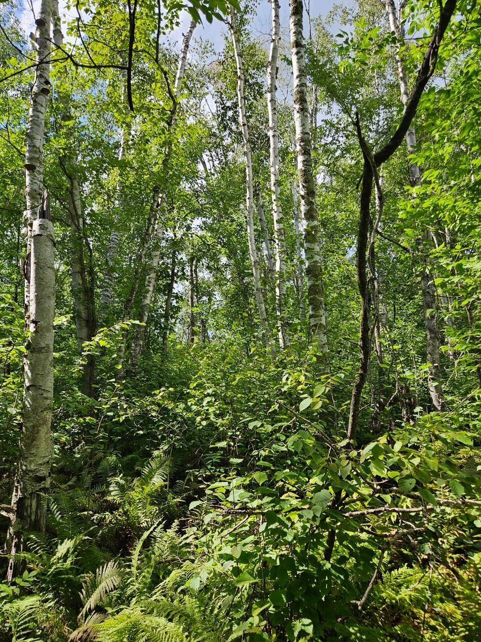 _ Birch Circle DR NW, Baudette, MN 56623