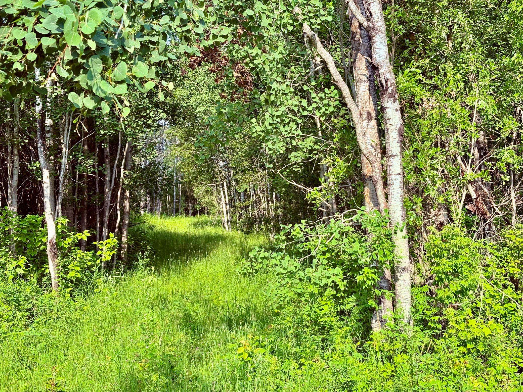 TBD 21st Ave SW, Baudette, MN 56623